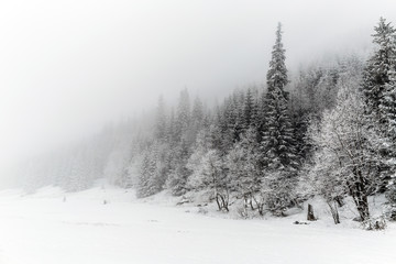 Winter white forest with snow, Christmas background