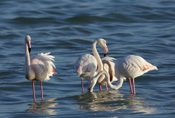 Greater Flamingos in the morning at Eker creek, Bahrain 