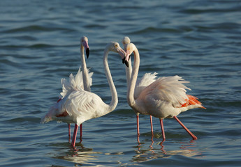 Greater Flamingos at Eker creek, Bahrain 