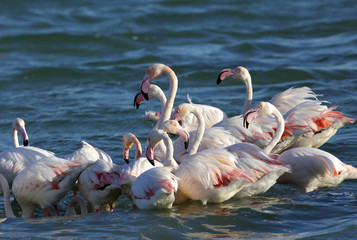 Flock of Greater Flamingos at Eker creek, Bahrain