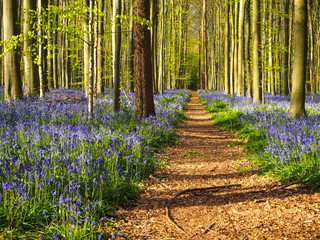 A straight path leading through a vibrant blue and purple carpet