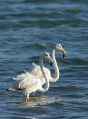 A pair of beautiful Greater Flamingos