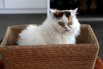 Selkirk Rex cat relaxing and looking at camera