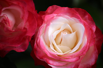 Rosen zum Valentinstag