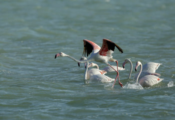 Greater Flamingos ready to fly, Eker creek, Bahrain 