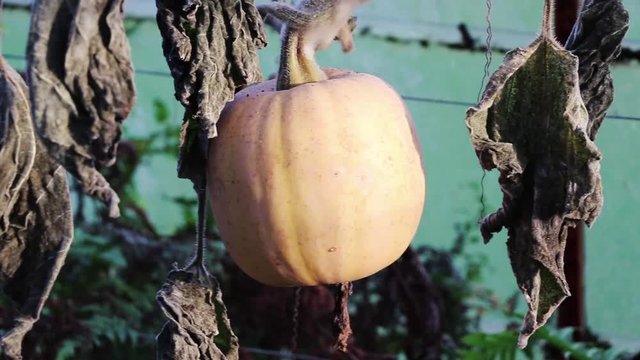 pumpkin in greenhouse 