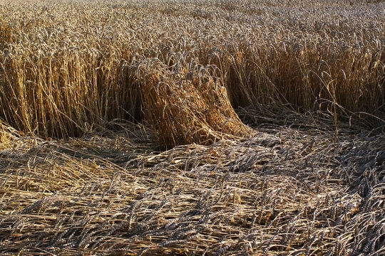 Weizenfeld mit liegenden Halmen