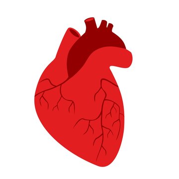 Human heart on a white background. 