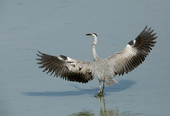 The herons are long-legged freshwater and coastal birds