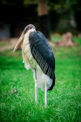 Marabou Stork. Leptoptilos crumeniferus