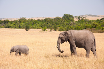 Fototapeta premium Elephant Baby and Mama