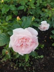 Light pink rose