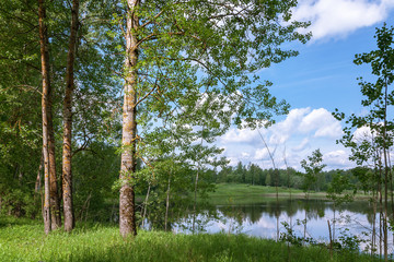 Fototapeta premium summer landscape. View from the green coast to the lake and the opposite shore through the coastal trees
