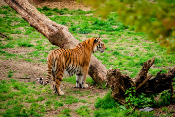 Tiger in forest. Tiger portrait