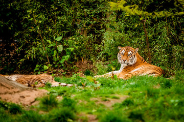 Tiger in forest. Tiger portrait