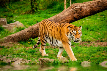 Fototapeta na wymiar Tiger in forest. Tiger portrait