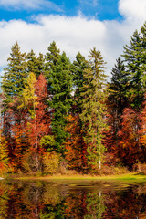 tree forest in morning time