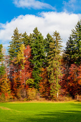 tree forest in morning time