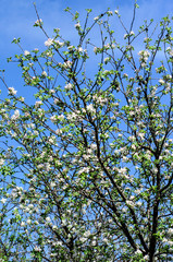 Blossoming branch of the apple tree against blue sky