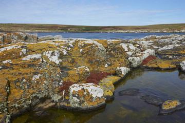 Colourful lichens and plants covering the rocky coastline of Bleaker Island on the Falkland...