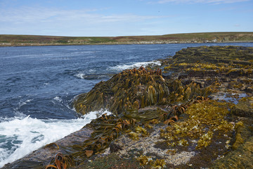 Forest of Kelp, a type of seaweed, growing along the rocky coastline of Bleaker Island in the Falkland Islands.