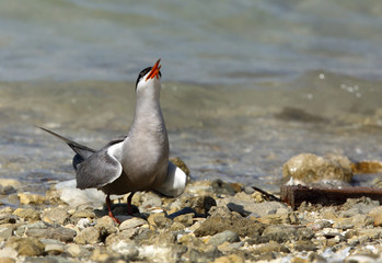  White-cheeked tern at Busaiteen coast, Bahain