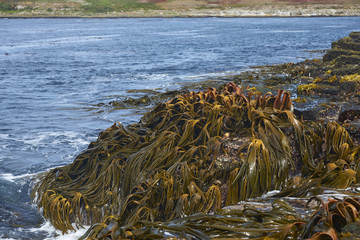 Forest of Kelp, a type of seaweed, growing along the rocky coastline of Bleaker Island in the...