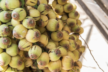 Frutos coquinho tipo licuri ou ouricuri