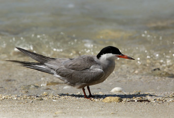 White-cheeked tern