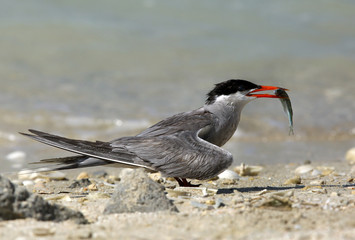 White-cheeked tern with a fish