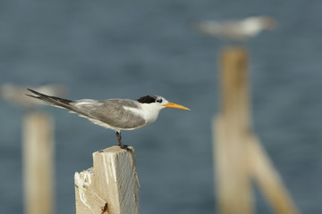  Lesser Crested tern perched on wooden log