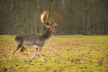 Fallow male deer in the forest, wildlife of Europe