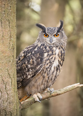 Eurasian Eagle Owl