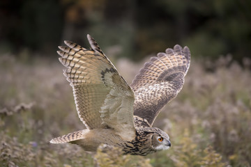 Eurasian Eagle Owl