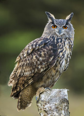 Eurasian Eagle Owl