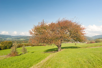 Herbstbaum im Schwarzwald