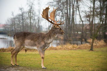 Naklejka na ściany i meble Fallow male deer in the forest, wildlife of Europe