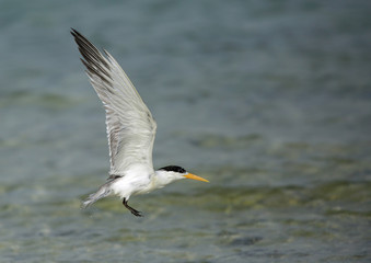 Fototapeta na wymiar Terns are seabirds in the family Sternidae