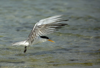  Lesser Crested tern flying after a bath, Bahrain 