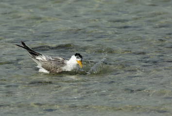  Lesser Crested tern bathing