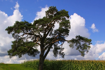 Fototapeta premium Kiefer