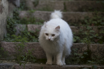 White cat