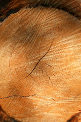 Tree Rings in Log