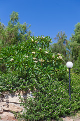 Южные экзотические цветы на кустах (деревьях) на фоне синего неба