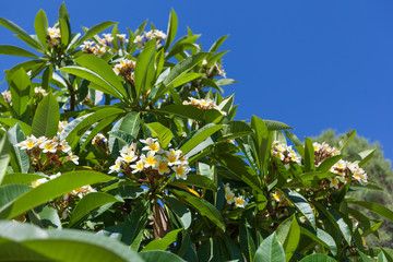 Южные экзотические цветы на кустах (деревьях) на фоне синего неба