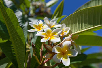 Южные экзотические цветы на кустах (деревьях) на фоне синего неба