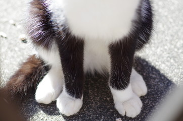 猫(白黒)の手足
