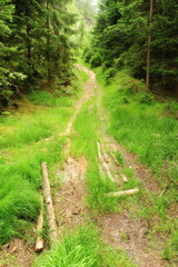 Fototapeta na wymiar Forest path with grass