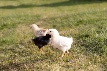 Young chicken on a meadow