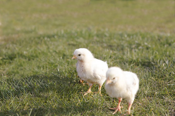 Young chicken on a meadow